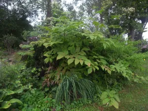 Aralia cordata japanese Spikeard 'Sun King'