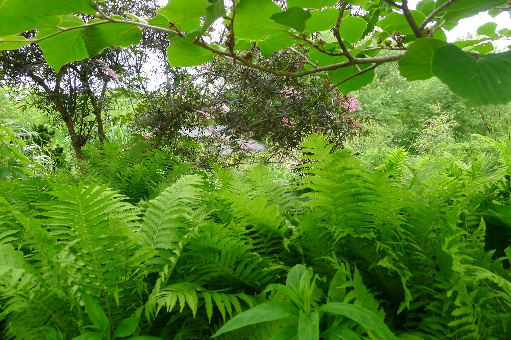 Athyrium filix femina Lady Fern