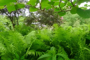 Athyrium filix femina Lady Fern