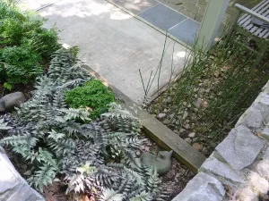 Athyrium pictum Ghost' Ghost Fern