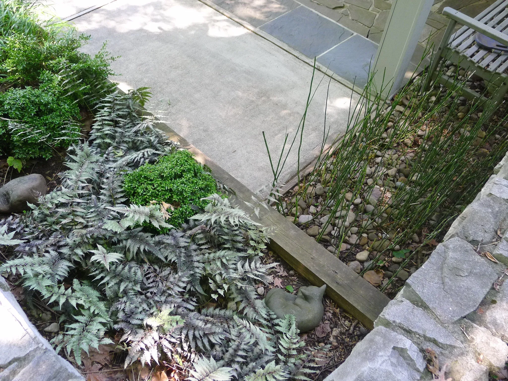Athyrium pictum Ghost' Ghost Fern