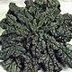 Bloomsdale Long Standing Spinach Seeds- 1 Tbsp - Bulk