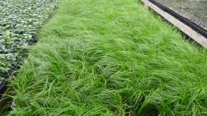 Carex pensylvanica Oak Sedge