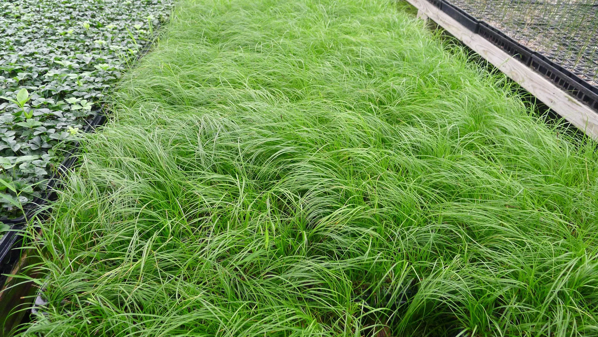 Carex pensylvanica Oak Sedge