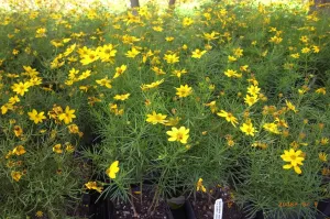 Coreopsis verticillata Golden Showers'