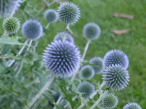 Echinops bannaticus Blue Glow' Globe Thistle