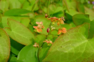 Epimedium 'Orange Queen'