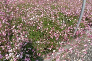 Gaura lindheimeri Siskiou Pink'