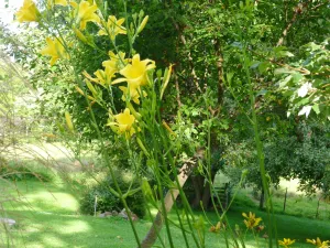 Hemerocallis Hyperion