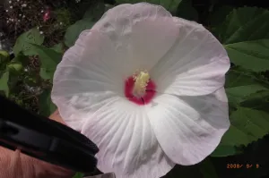 Hibiscus laevis
