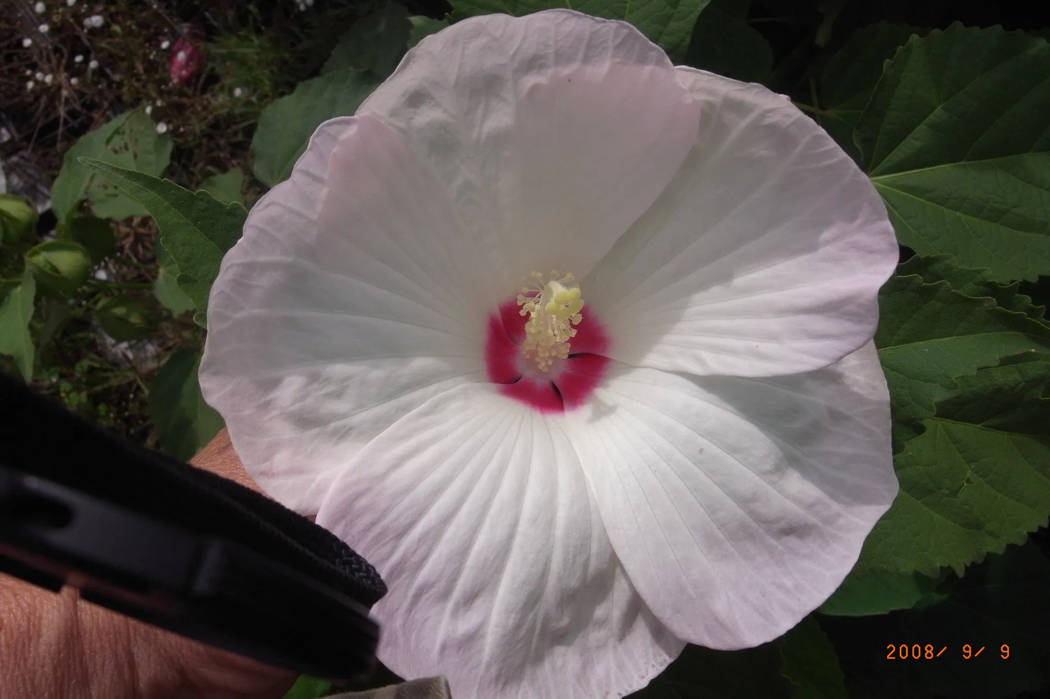 Hibiscus laevis