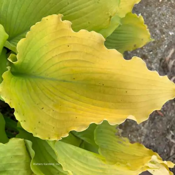 Hosta 'Echo the Sun' - 1 Gallon Potted Perennial