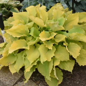 Hosta 'Echo the Sun' - 1 Gallon Potted Perennial