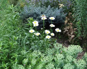 Leucanthemum maximum Becky' Chrysanthemum