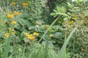 Ligularia dentata Othello'