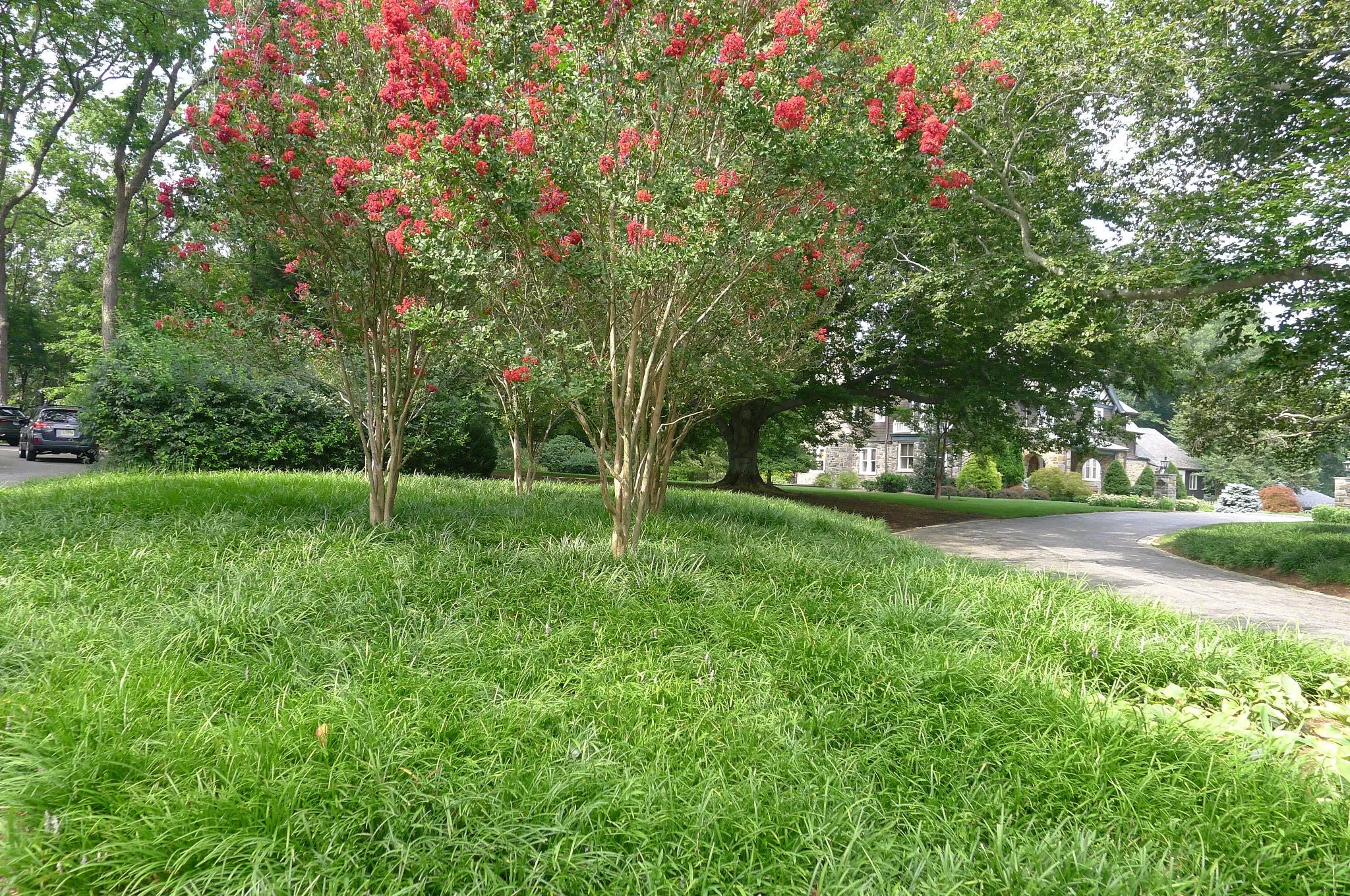 Liriope spicata Spreading Lilyturf