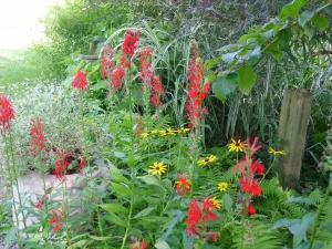 Lobelia cardinalis Cardinal Flower