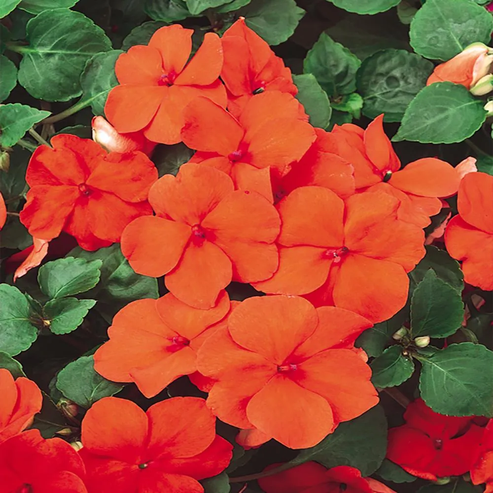OSC Orange Imara Hybrid Impatien Seeds - Packet