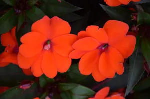 OSC Orange Imara Hybrid Impatien Seeds - Packet