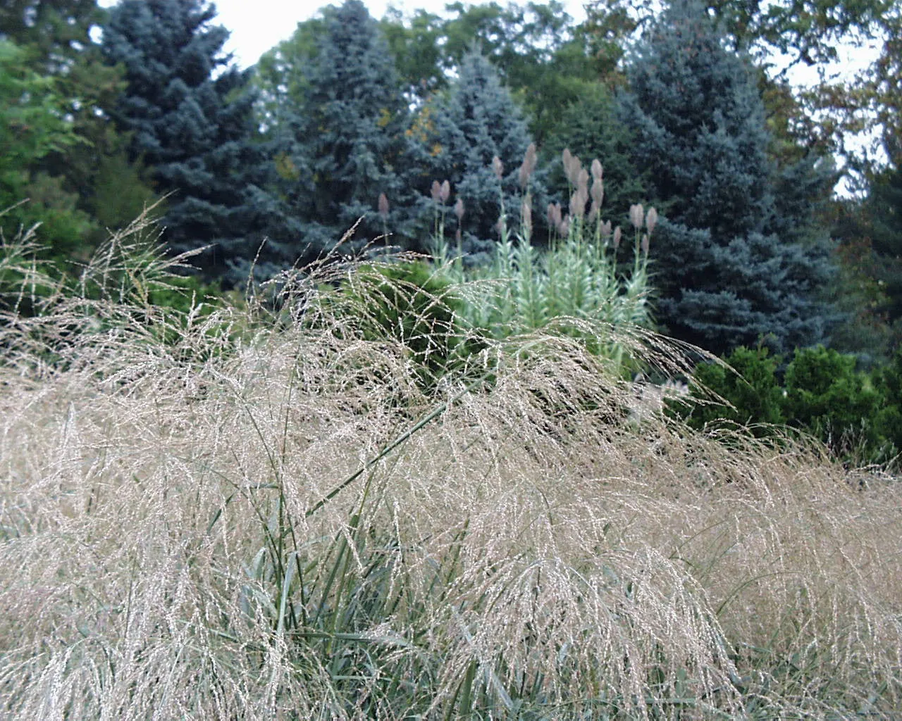 Panicum amarum Dewey Blue' Beach Grass
