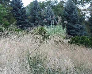 Panicum amarum Dewey Blue' Beach Grass