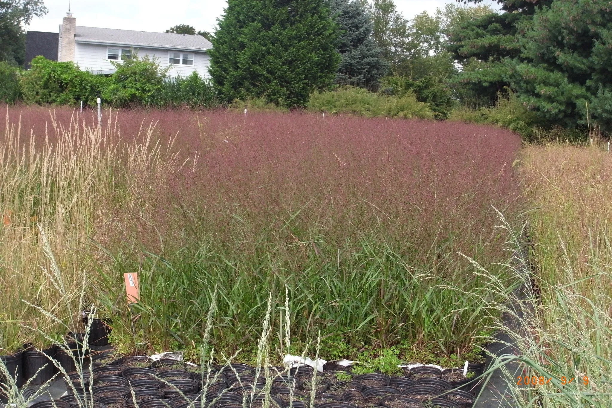 Panicum virgatum Squaw' Red Swtich Grass