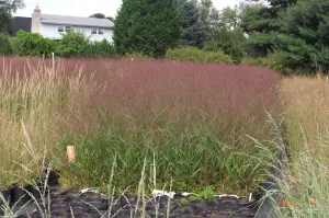 Panicum virgatum Squaw' Red Swtich Grass