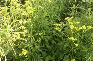 Patrinia scabiosifolia Patrinia