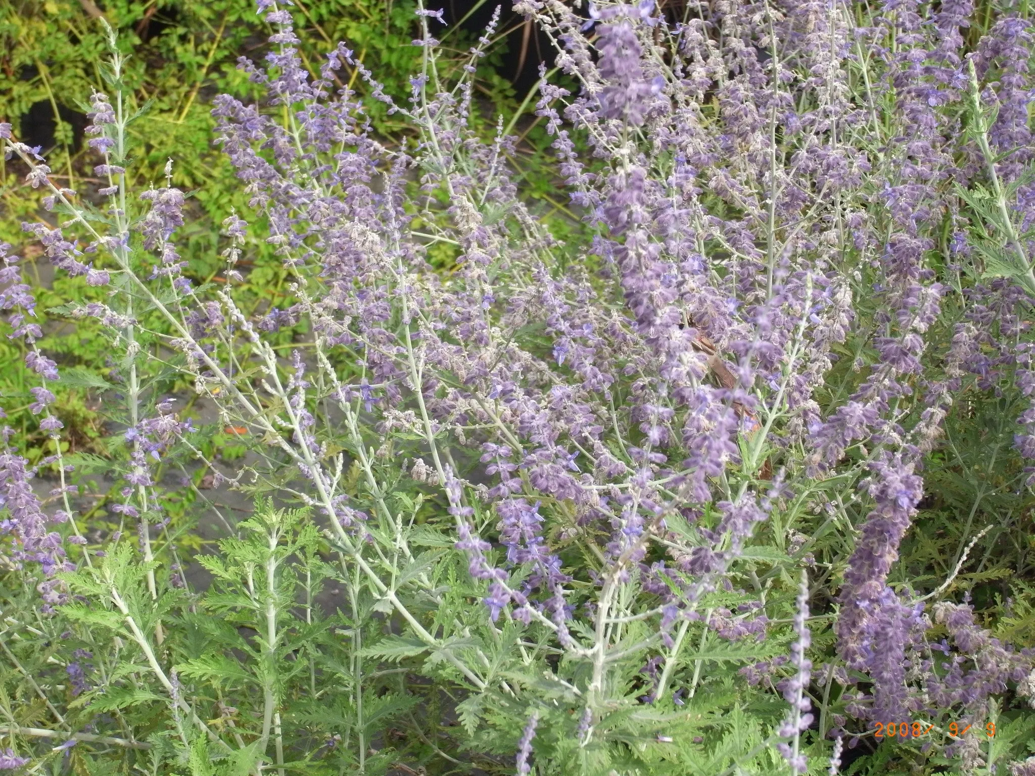 Perovskia atriplicifolia Little Spire'