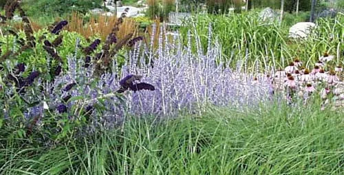 Perovskia atriplicifolia Russian Sage