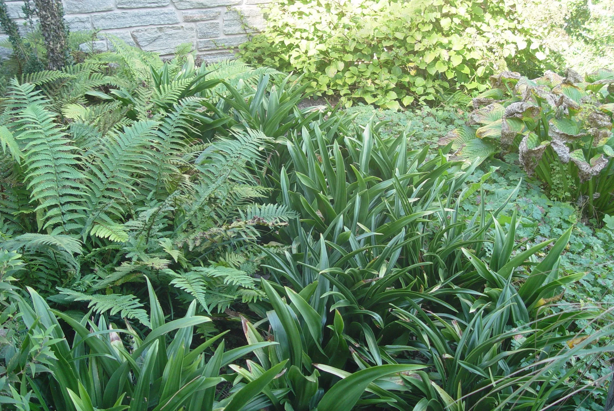 Rohdea japonica