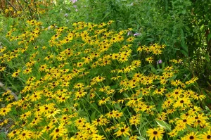 Rudbeckia fulgida Goldsturm'