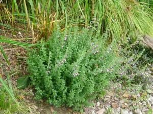 Teucrium chamaedrys Germander