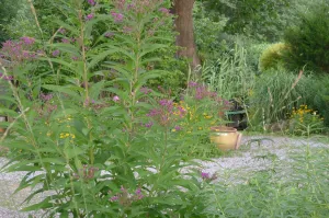 Vernonia noveboracensis New York Ironweed